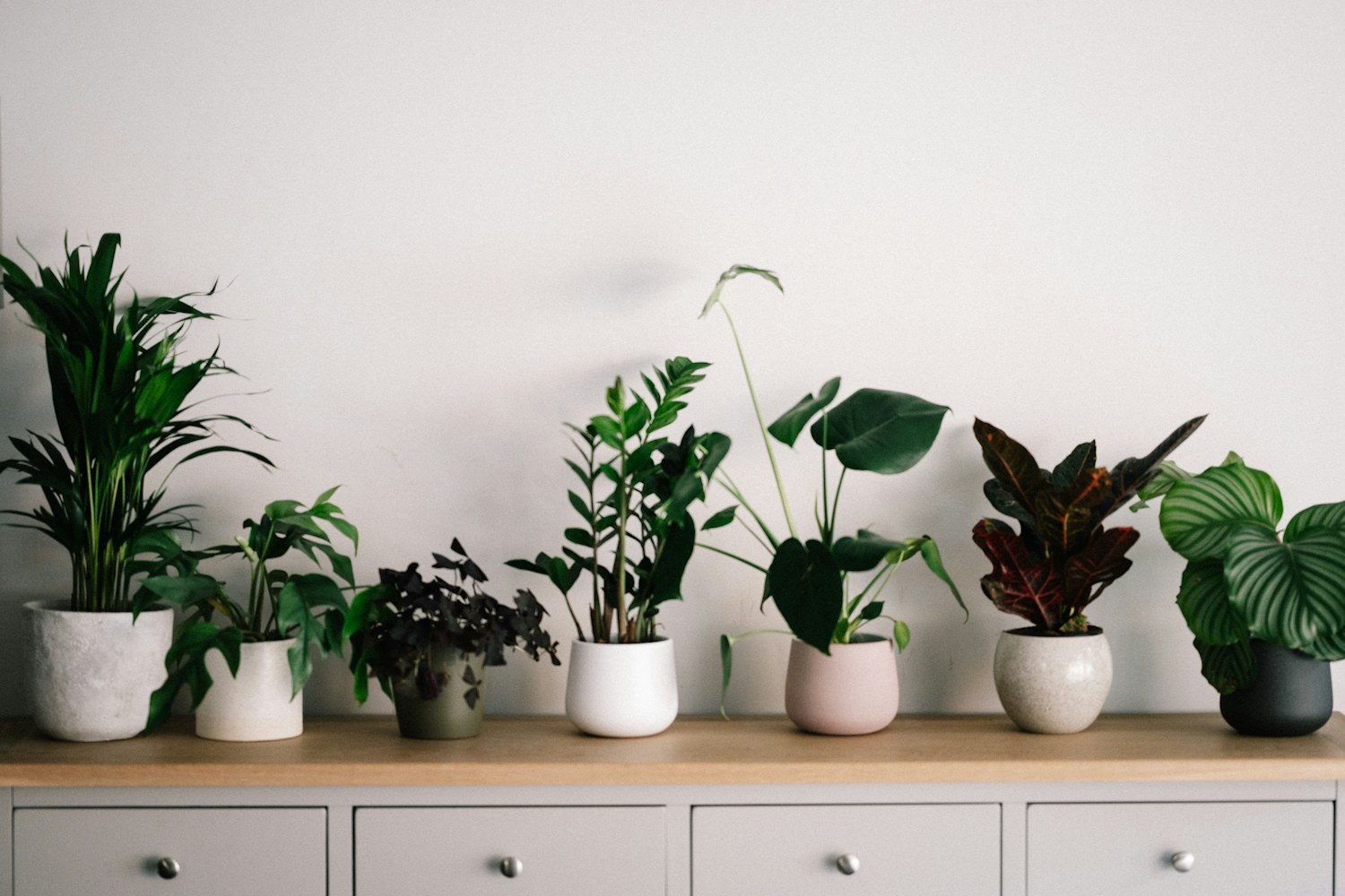 Maceta con planta Verde